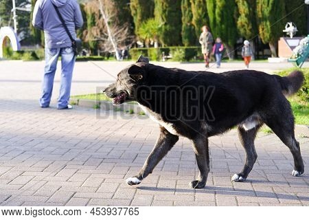 A Stray Dog Walks In The Park