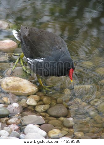 Gallinella d'acqua