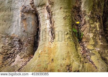 Dandelion Growing And Flowering On The Trunk Of An Enormous Old Tree, Concept Of Resilience And Surv
