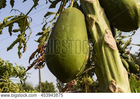 Raw Green Unripe Papaya Fruit Growing On Tree. Papaya White Milk Oozing While Growing Ripening.