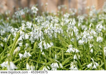 Three Cornered Leek (allium Triquetrum) Flowers