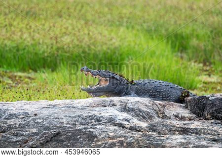 Mugger Crocodile Or Crocodylus Palustris On River Bank