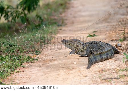 Mugger Crocodile Or Crocodylus Palustris On River Bank