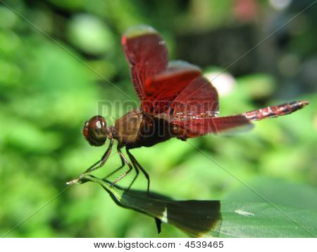 Natur - Red Dragonfly