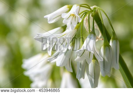 Three Cornered Leek (allium Triquetrum) Flowers