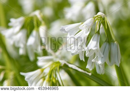 Three Cornered Leek (allium Triquetrum) Flowers