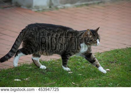 Portrait Of A Free-roaming Tabby Cat In The Village.