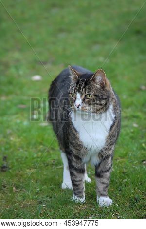 Portrait Of A Free-roaming Tabby Cat In The Village.