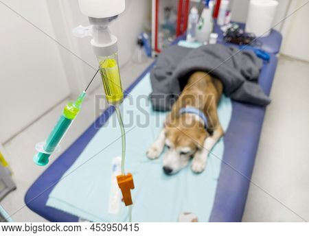 Beagle Dog Getting Intravenous Therapy In A Veterinary Clinic. It Gets Saline Solution With Necessar