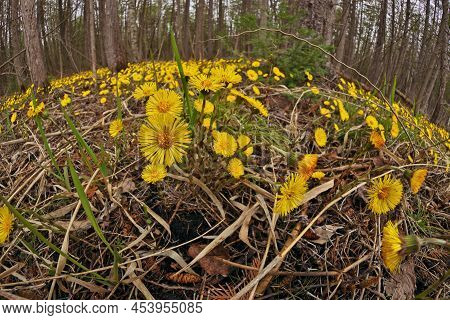 Coltsfoot Or Tussilago Farfara Growing Wild In A Damp Forest Beside The Road In Ontario Canada