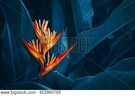 Red Flower And Green Leaves Abstract Background. Nature And Environmnet Concept. Vintage Tone Filter