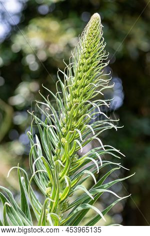 Tree Echium (echium Pininana) Plant