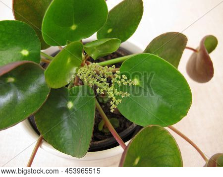 Flowering Pancake Plant With Flower, Pilea Peperomioides