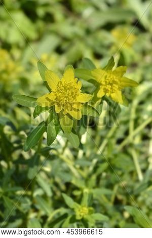 Cushion Spurge Yellow Flowers In The Spring