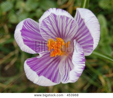 Krokus