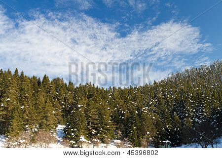 Wald und Wolken