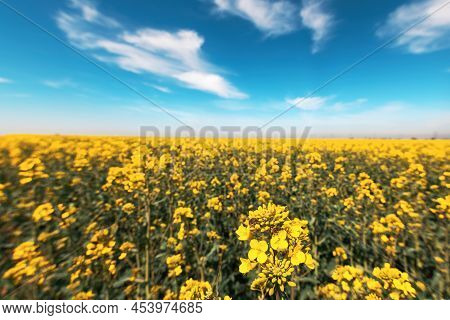 Tropinota Hirta Or Hairy Rose Beetle On Rapeseed Blooming Crops, Selective Focus