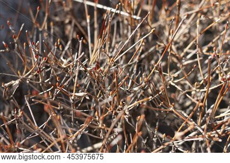 Dry Twigs Of Enkianthus Perulatus Known In Japan As Doudan Tsutsuji Is A Species Of Flowering Plant 