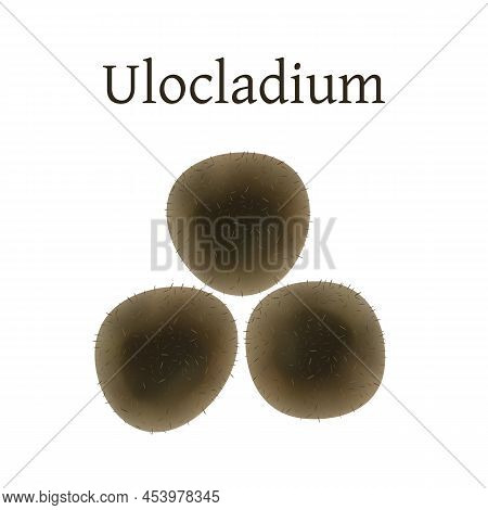 Ulocladium Mold Vector Illustration Isolated On White Background.