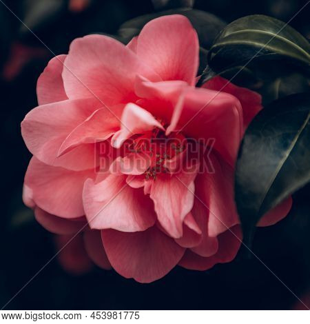 Beautiful Pink Evergreen Camellia Tree With Blooming Flowers During Springtime In English Garden, Uk