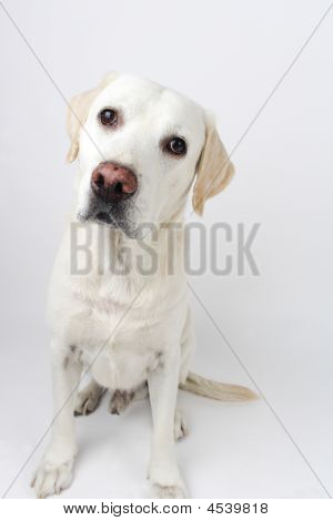 Chien