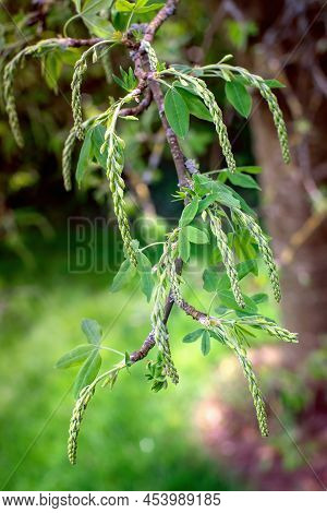 Common Laburnum (laburnum Anagyroides L.) Branch With Buds Of Blossoms In Spring. Close Up.