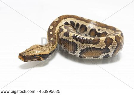 Sumatran Blood Python Brongersmai Isolated On White Background