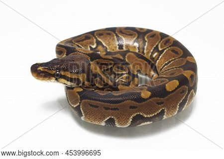 Ball Python Python Regius Isolated On White Background