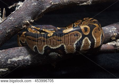 Ball Python Python Regius On The Branch