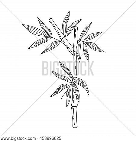 Bamboo Leaves Simple Linear Style Vector Illustration, Traditional Japanese Plant, Oriental Decorati