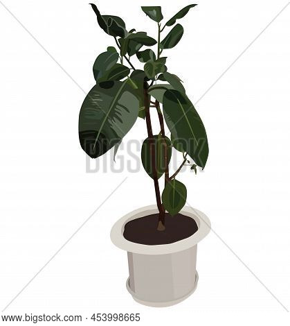 Ficus. Exotic Green Plant In A Tub. Vector Stock Illustration Isolated On White Background.