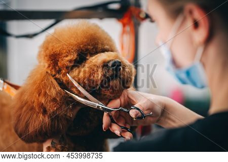 Haircut Of The Muzzle Of A Large Red Dog. High Quality Photo