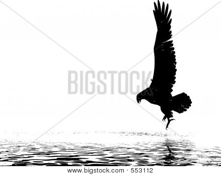 Aquila monocromatico