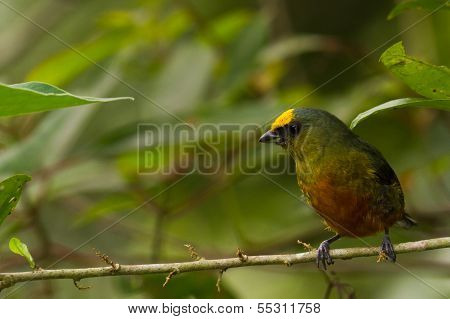 Olive Backed Euphonia
