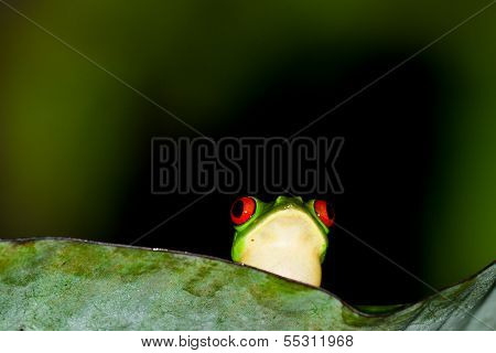 Red Eyes Tree Frog