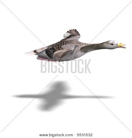 Oca grigia In volo