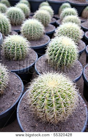 Spherical Cactus In Jardiniere.