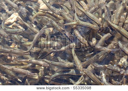 Shoal