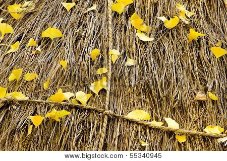 Gingko leaves on the rice straw