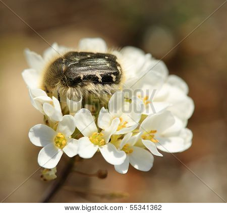Chafer Beetle Mourning On The Petal Of A Flower (oxythyrea Funesta)