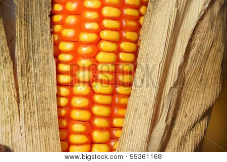 Corn After Harvest