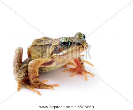 Froggy