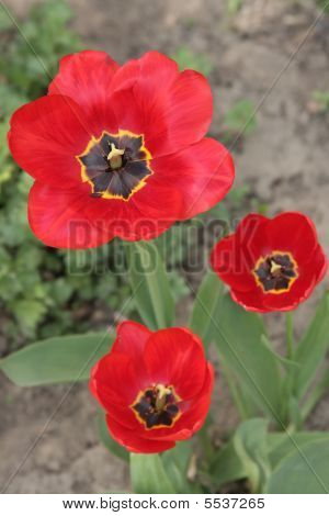 Jarní tulipány