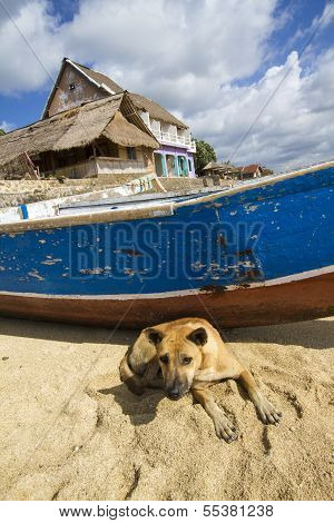 alone dog on the beach