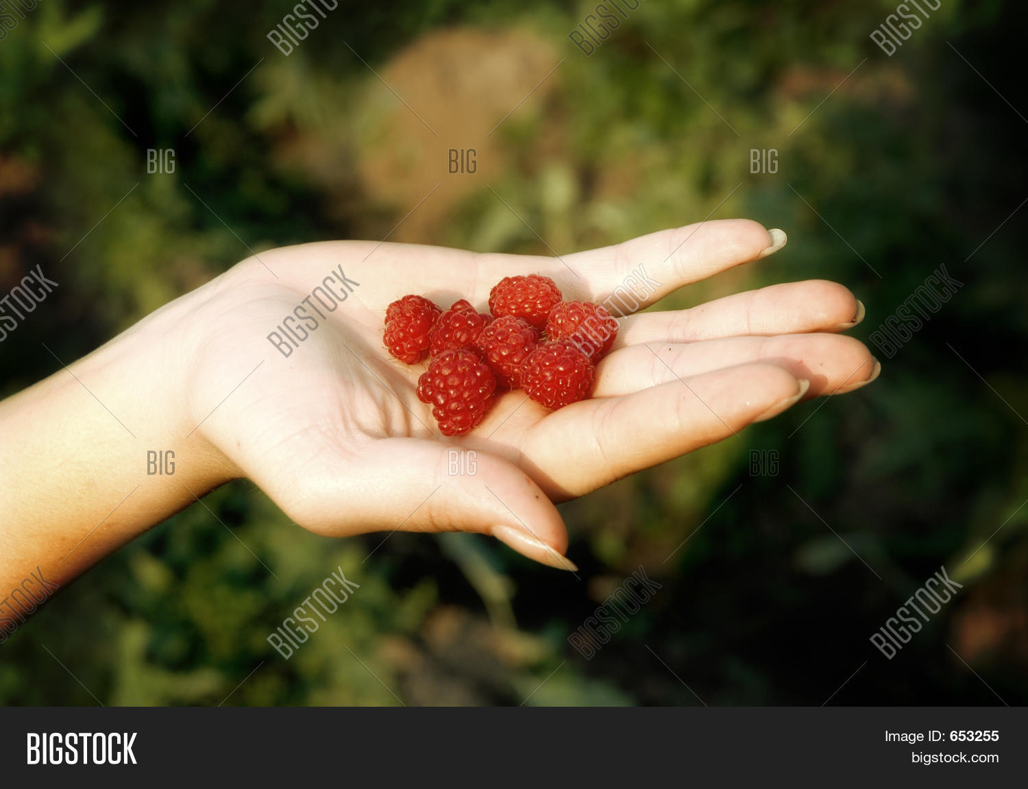 Raspberry Group Image & Photo (Free Trial) Bigstock