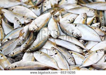 Many Yellow Trevally Fish.