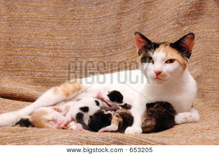 새끼 고양이