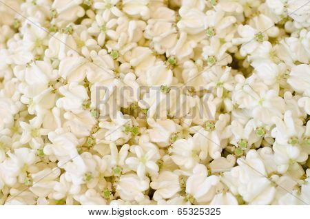 Crown Flower Background