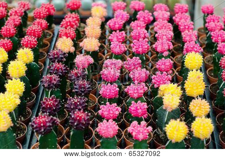 Various colorful cactus in pots