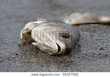 Dead Fish